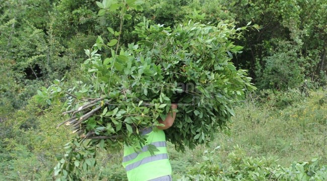 Köylüler ormandan 16 milyondan fazla gelir sağlıyor