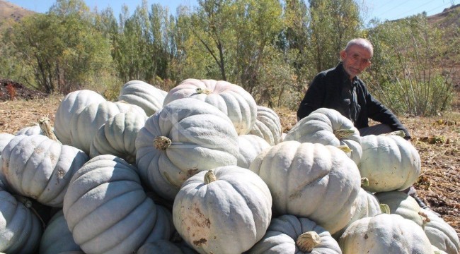 Organik bal kabağı tarladan tezgaha tezgahtan sofraya ulaşıyor