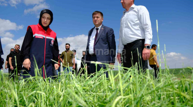 Vali Sarıibrahim, dolunun zarar verdiği arazilerde incelemede