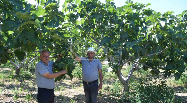 800 rakımlı mahallede rekolte üreticinin yüzünü güldürecek