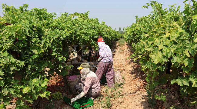 Bölgede 60 bin kişi bunu üretiyor, 25 Temmuz'da ihracat yolcusu