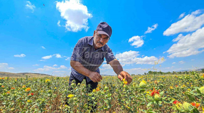 Söylenilene kulak verip ilk kez ekti, şimdi satacak yer arıyor