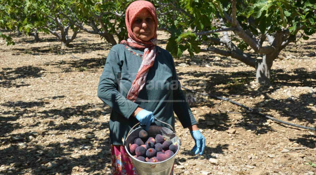 8 tanesi 1 kilo geliyor, 100 liradan satılıyor