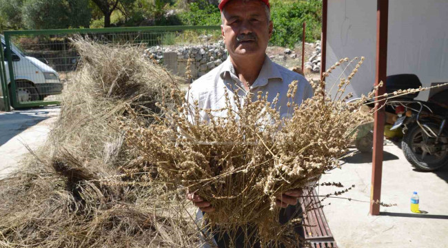 Bin 800 rakımlı tepelerden topluyor, yüz kilodan 1 litre çıkıyor