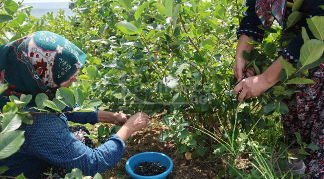 Bir kişi günde 40 kilo toplayabiliyor, hasadı başladı