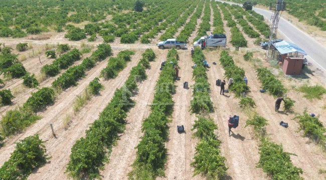 Bölgede hasat başladı, 20 ila 30 lira arasında alıcı buluyor