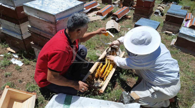 Bozkır'da 2 bin 500 rakımda ayılar 6 kovanı parçaladı