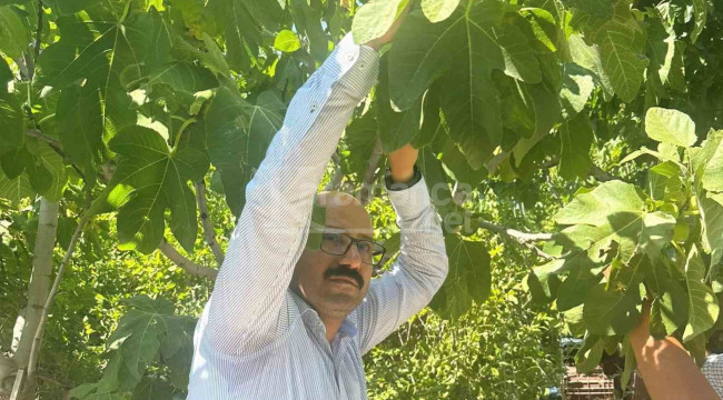 Gün doğarken hasat ediliyor, bahçede kilosu 80 lira