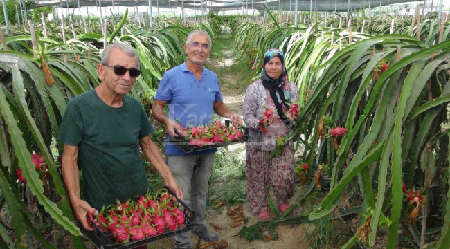 Kırmızılar iç piyasaya, beyazlar ihracata gidiyor