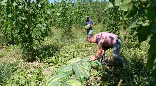 Mut'ta karpuz hasadı başladı