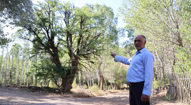 Söylentiler nedeniyle meyve ağacına ellerini süremiyorlar