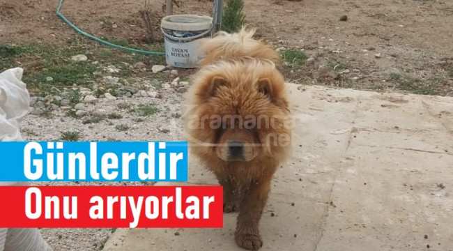 Sahipleri 7 gündür her yerde onu arıyor